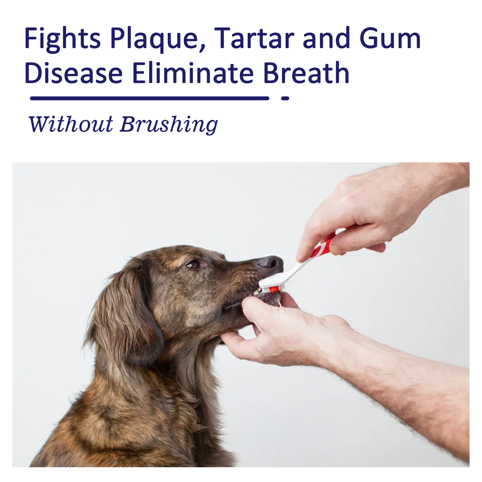 Pet Toothpaste Reduce Tartar R - Teeth Whitening Best avaliação e preço