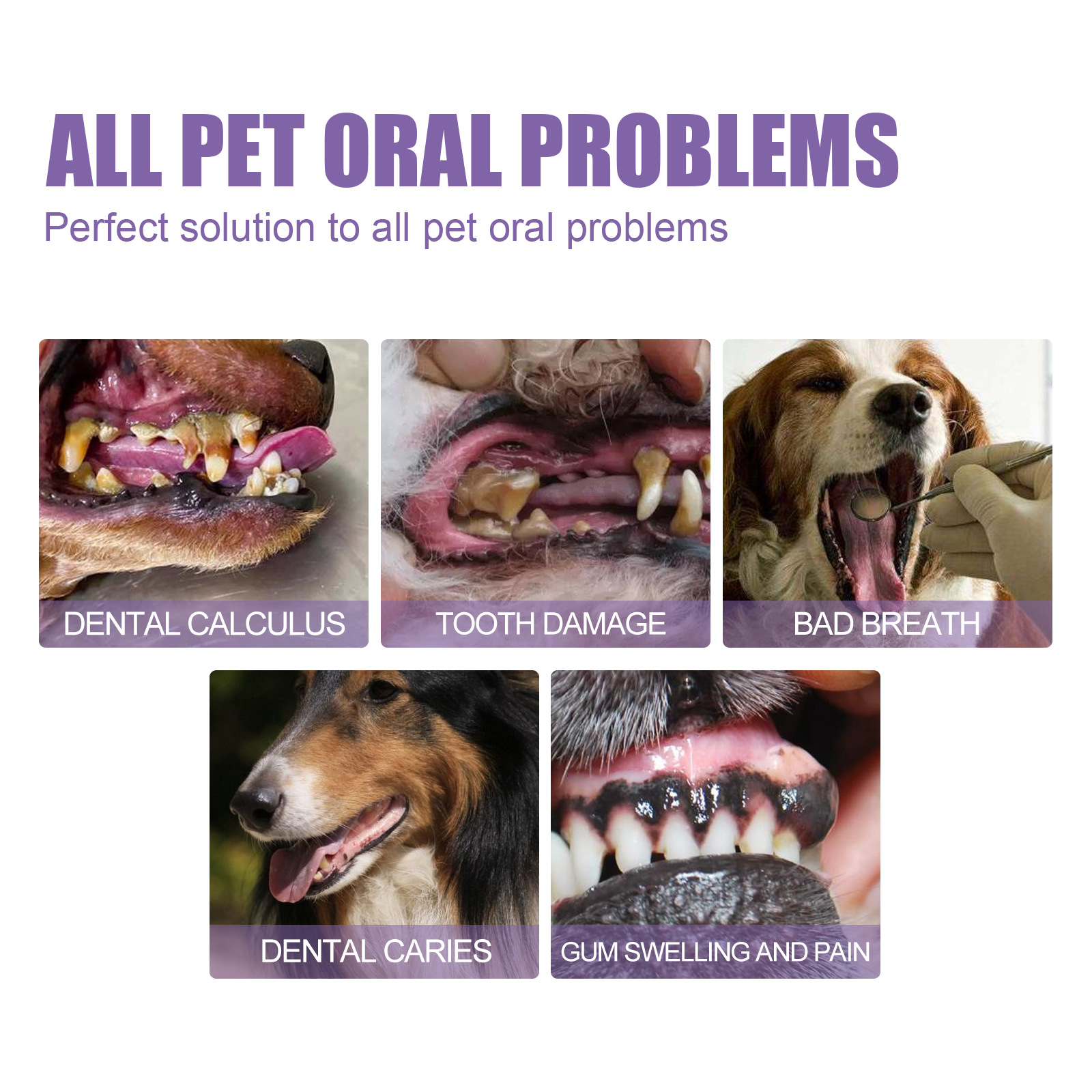 Pet Oral Repair Gel Puppy Tart - Teeth Whitening Session avaliação e preço